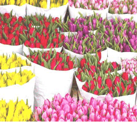 Информация об особенностях физическими лицами деятельности по реализации продукции цветоводства и уплаты налогов