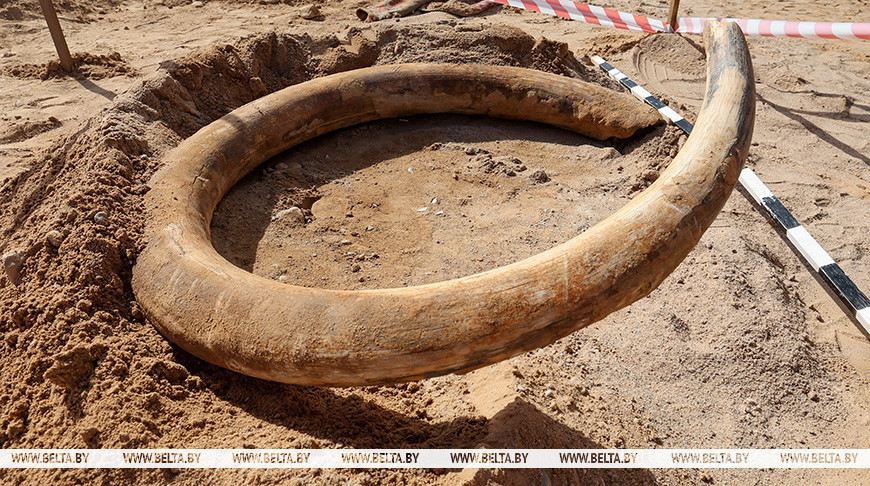 Mammoth tusk found in Belarus